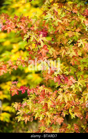 Liquidambar Orientalis, orientalisch oder Türkisch Amber im Herbst bei Westonbirt Arboretum, Vereinigtes Königreich Stockfoto