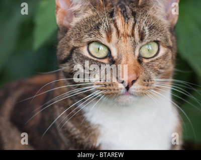 Eine weibliche braun und schwarz Tabby Katze Stockfoto