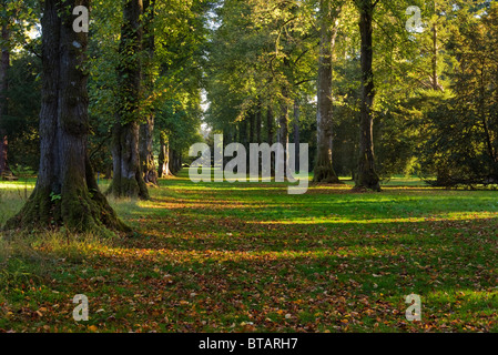 Reihe von Linden im Westonbirt Arboretum im Herbst Stockfoto