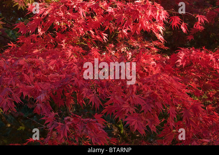 Japanese Acer Maple in Autumnal Colours at Westonbirt Arboretum Stockfoto
