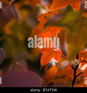 Liquidambar Acalycina, Changs Amber, im Herbst bei Westonbirt Arboretum, Vereinigtes Königreich Stockfoto