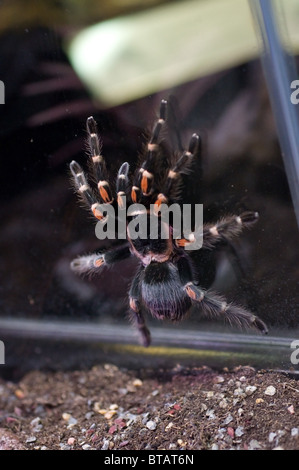 Foto von einer mexikanischen Redkneed-Vogelspinne (Brachypelma Smithi) Stockfoto