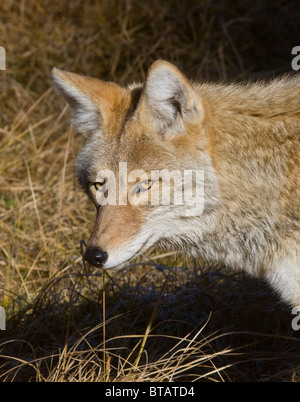 Wild Coyote Portrait - ein wildes Tier (non-Captive) Stockfoto