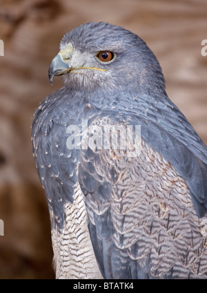 Chilenische Adler/schwarz-Chested Bussard Eagle/chilenische Blue Eagle/grau Bussard Eagle (Geranoaetus Melanoleucus) Stockfoto