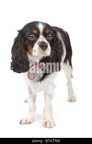 Cavalier King Charles Spaniel isoliert auf weiss Stockfoto