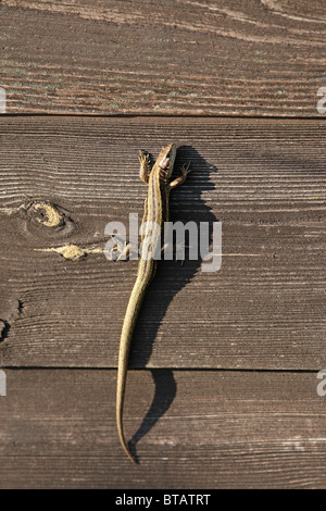 Gemeinsame Lizard (Zootoca vivipara, vormals Lacerta vivipara) - die Sonne auf der Seite von einem Schuppen Stockfoto