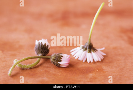 Nahaufnahme von drei Blumen Rasen Daisy oder Bellis Perennis liegend oder stehend Gesicht nach unten auf braun gesprenkelte Oberfläche Stockfoto