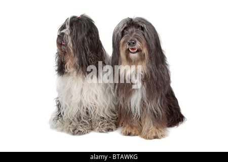 Tibet terrier Stockfoto