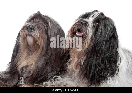 Tibet terrier Stockfoto