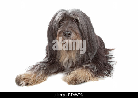 Tibet Terrier isoliert auf weiss Stockfoto