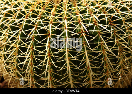 In der Nähe der Stacheln Stockfoto