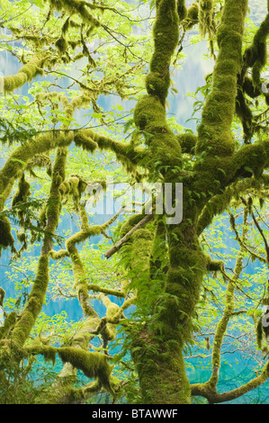 Unten-Ahorn (Acer Macrophyllum) gedeckte mit Moos und Farnen, Lake Crescent, Olympic Nationalpark, Washington USA Stockfoto