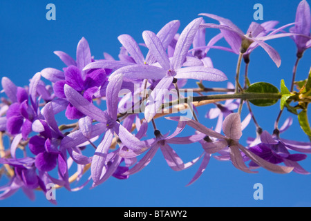Petrea Volubilis oder Sandpapier Rebe in voller Blüte Stockfoto