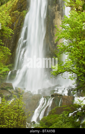 Silber fällt, Mellicoma Fluss, Coos County, Oregon, Mai Stockfoto