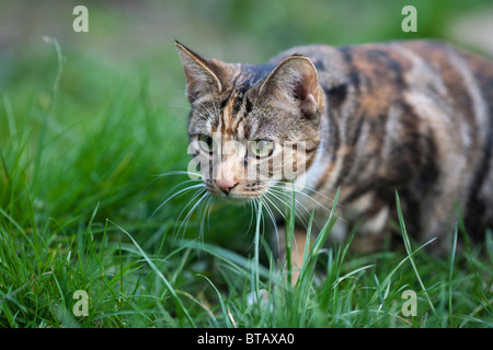 Eine weibliche braun und schwarz Tabby Katze schlich in der Wiese Stockfoto