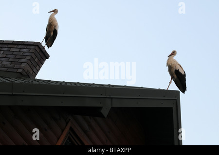 Der Weißstorch (Ciconia Ciconia) stehend auf Hausdach, Masowien Region in Polen Stockfoto