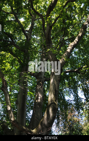 Fagus Sylvatica Baum, allgemein bekannt als europäische Buche oder Rotbuche Stockfoto