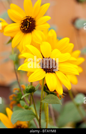 Sonnenblume vor einem gelben Hintergrund Stockfoto