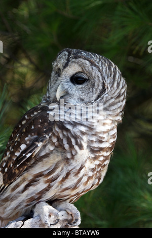 Streifenkauz Strix varia Stockfoto