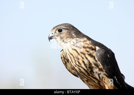 Merlin Raubvogel Falco colombarius Stockfoto
