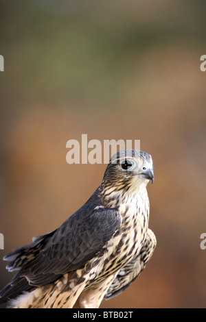 Merlin Raubvogel Falco colombarius Stockfoto