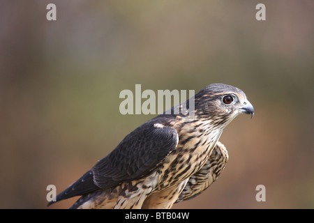 Merlin Raubvogel Falco colombarius Stockfoto