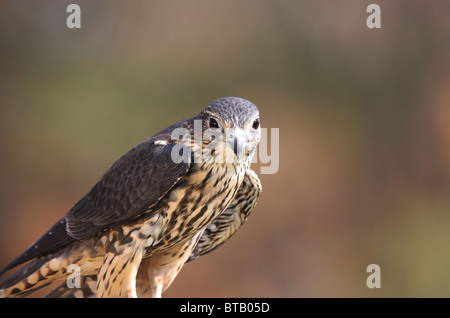 Merlin Raubvogel Falco colombarius Stockfoto