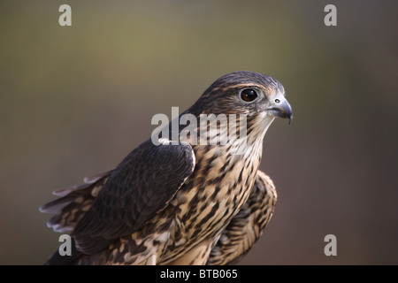 Merlin Raubvogel Falco colombarius Stockfoto