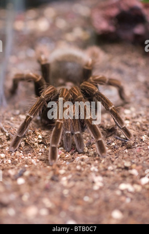 Foto von einer mexikanischen Redkneed-Vogelspinne (Brachypelma Smithi) Stockfoto