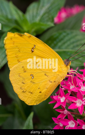 Foto von einem Schmetterling Orange verjährt Schwefel (Phoebis Philea) Stockfoto