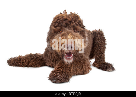 Labradoodle Stockfoto