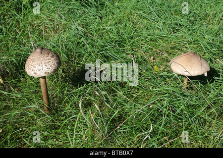 Macrolepiota Procera, allgemein bekannt als Sonnenschirm Pilz Stockfoto