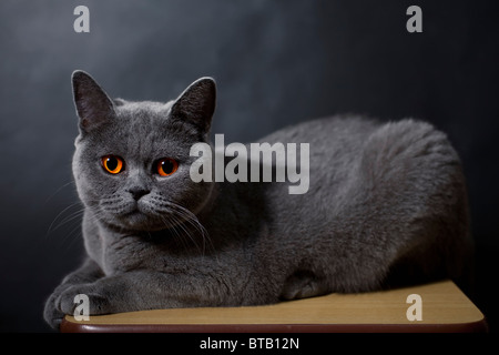 Auf schwarzen Hintergrund liegend Silber britische Katze Stockfoto