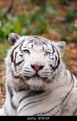 Weißen Bengal Tiger in einem Zoo Stockfoto