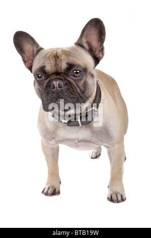 französische Bulldogge Stockfoto