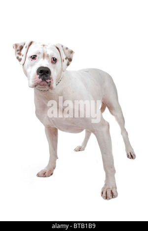 Amerikanischer Staffordshire-Terrier, isoliert auf weiss Stockfoto