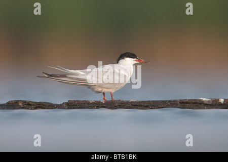 Ein gebänderten Forster-Seeschwalbe (Sterna Forsteri) stehend auf einem Baumstamm Stockfoto