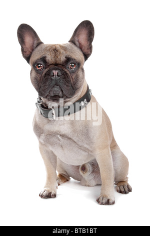 französische Bulldogge Stockfoto