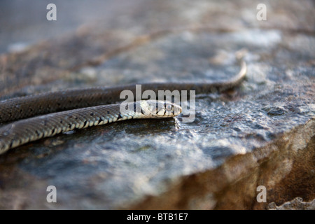 Ringelnatter (Natrix Natrix) im Garten in Wales Großbritannien gefunden.  Reptil auf Felsen. Kopf und Kragen. 60cm lang. Ansicht 102766 Grass Schlange Stockfoto