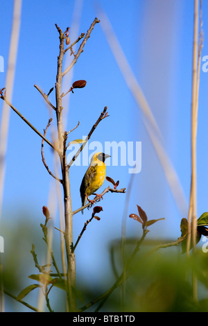 Afrikanische südliche maskiert - Weber, (Ploceus velatus), das in einem Baum gehockt, bei Intaka Island Bird Sanctuary. Stockfoto