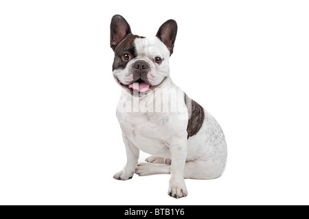 französische Bulldogge Stockfoto