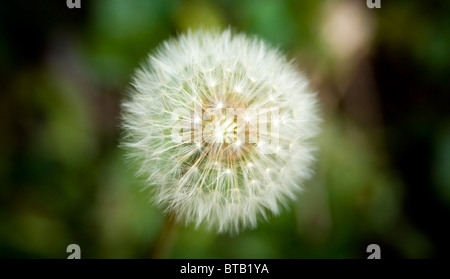 Perfekte Blume Löwenzahn vor einem verschwommenen Hintergrund grün Stockfoto