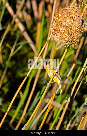 Afrikanische südliche maskiert - Weber, Ploceus velatus Gebäude ein Nest bei Intaka Island Bird Sanctuary, Kapstadt, Südafrika. Stockfoto