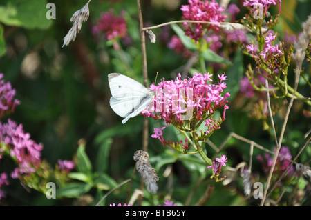 Kleine weiße Kohl Schmetterling Pieris Rapae Pieridae auf lila Blume Stockfoto