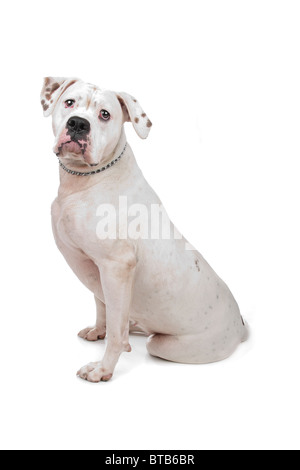 Amerikanischer Staffordshire-Terrier, isoliert auf weiss Stockfoto