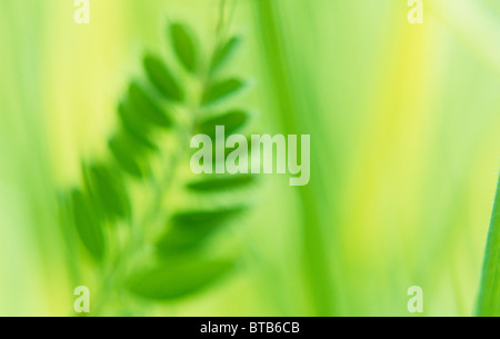 Klangschöne Nahaufnahme von hinterleuchteten Blatt Bush Vetch oder Vicia Sepium mit goldenen Hintergrundbeleuchtung Grashalme hinter Stockfoto