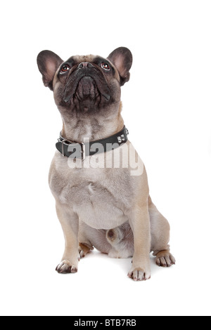 französische Bulldogge Stockfoto