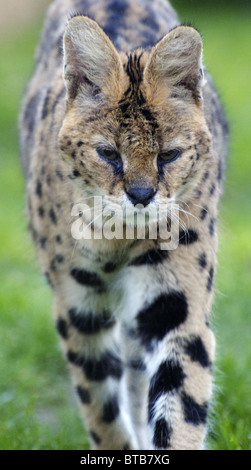 Serval zu Fuß in Richtung Kamera Stockfoto