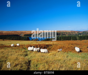 Herbstliche Szene der Schafbeweidung in der Nähe von Burrator Reservoir, das erste Reservoir auf Dartmoor, 1898 vorgenommen werden Stockfoto