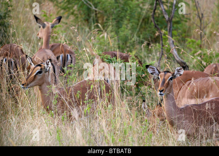 Impala im Hluhluwe-Umfolozi Game Reserve, Zululand, KwaZulu-Natal, Südafrika. Stockfoto
